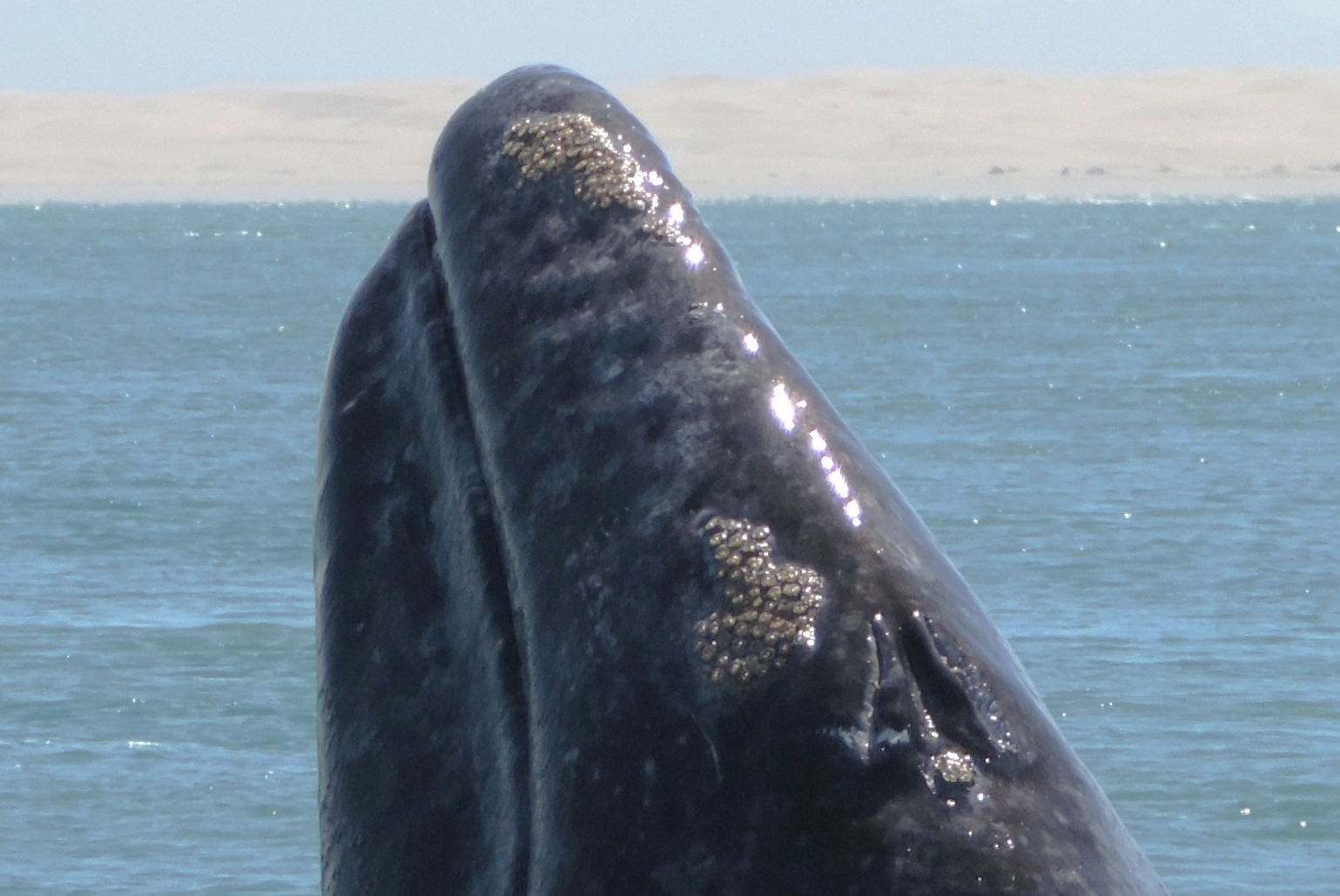 DSCN8337.JPG